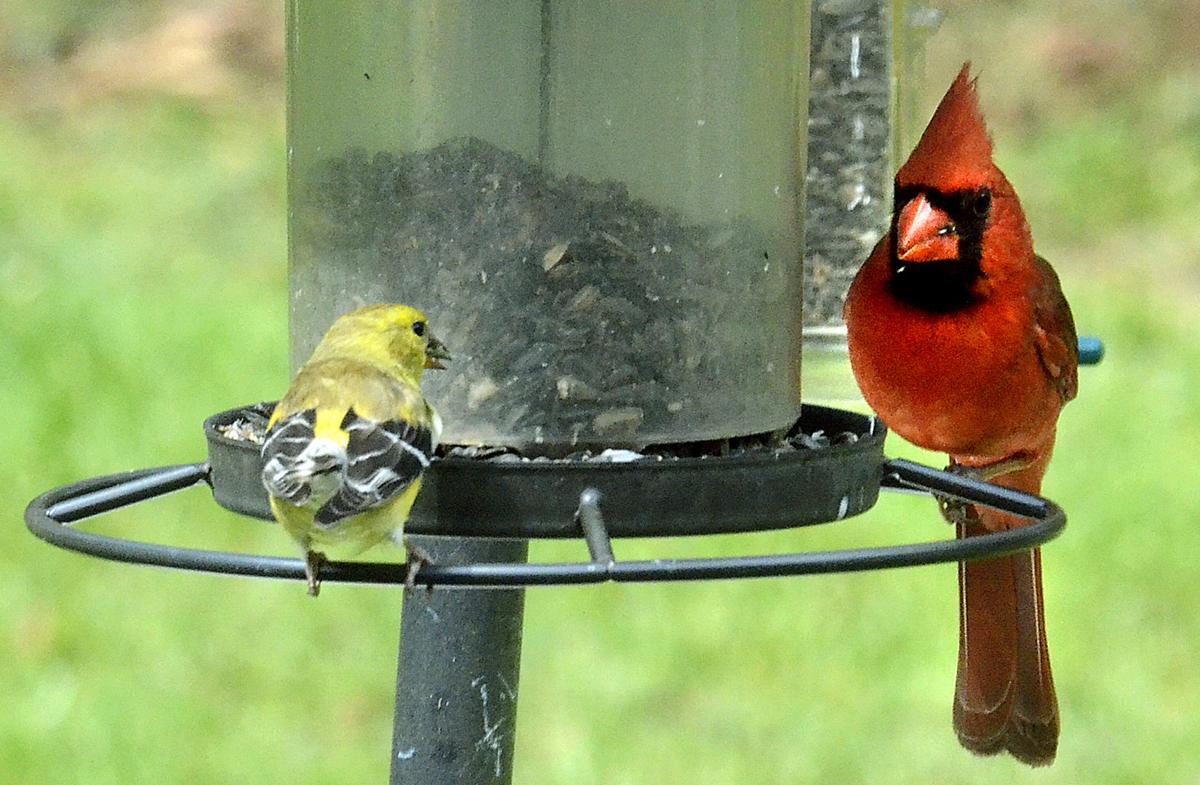 Retired Couple Wide Eyed At Volume Of Feathered Visitors News