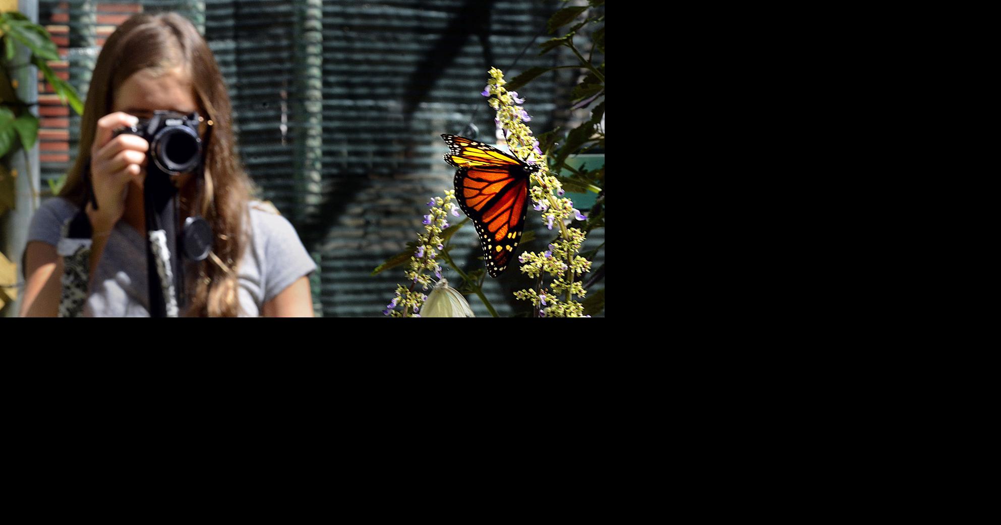 Photographers take flight with butterfly exhibit