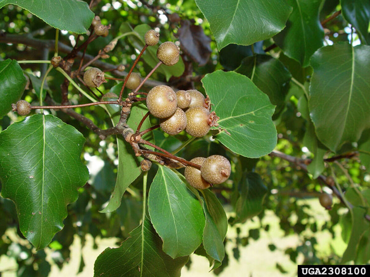 The wild pear shop tree watch online free
