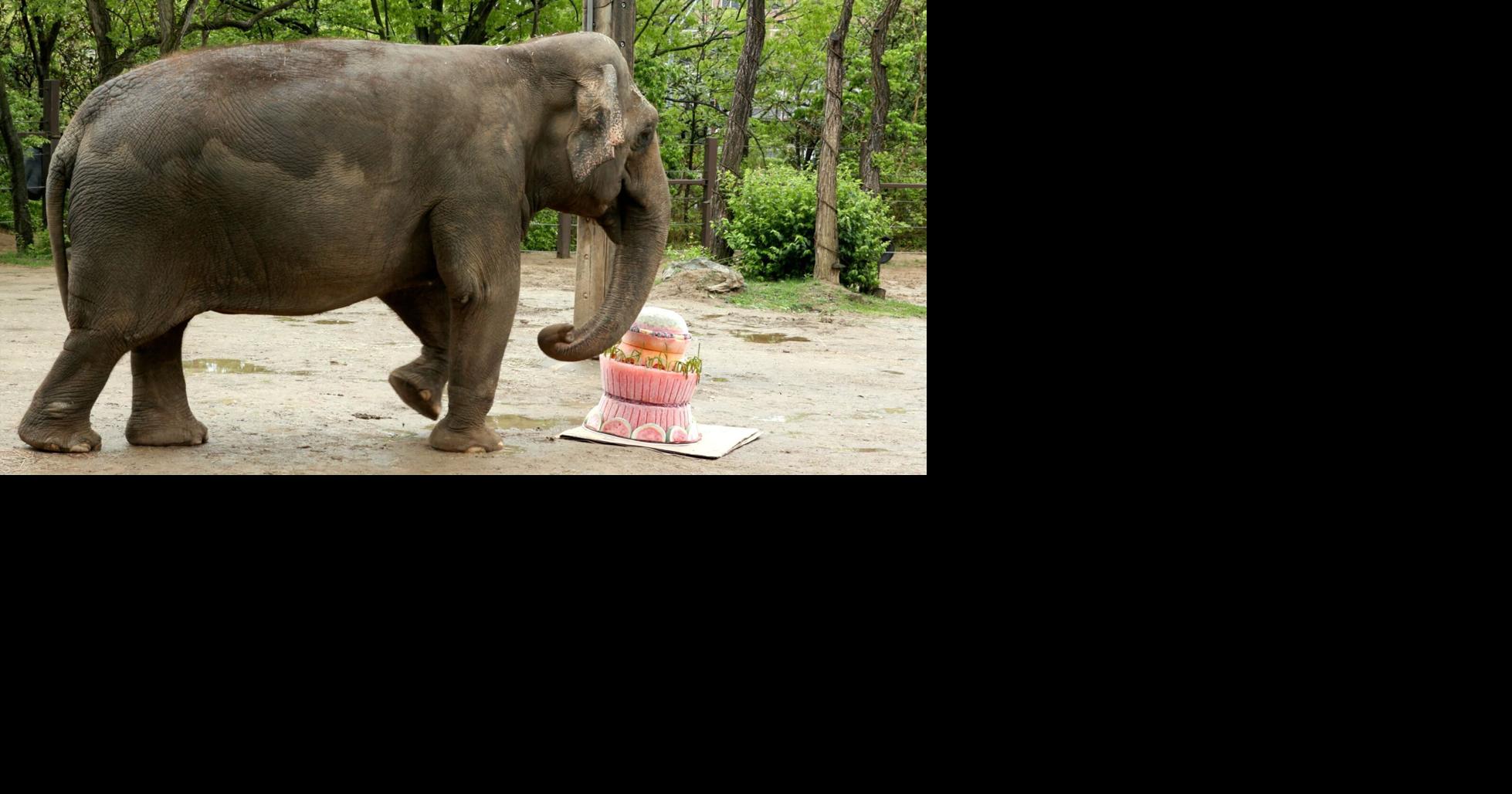 Mai Thai the elephant celebrates her 50th birthday at the Cincinnati Zoo