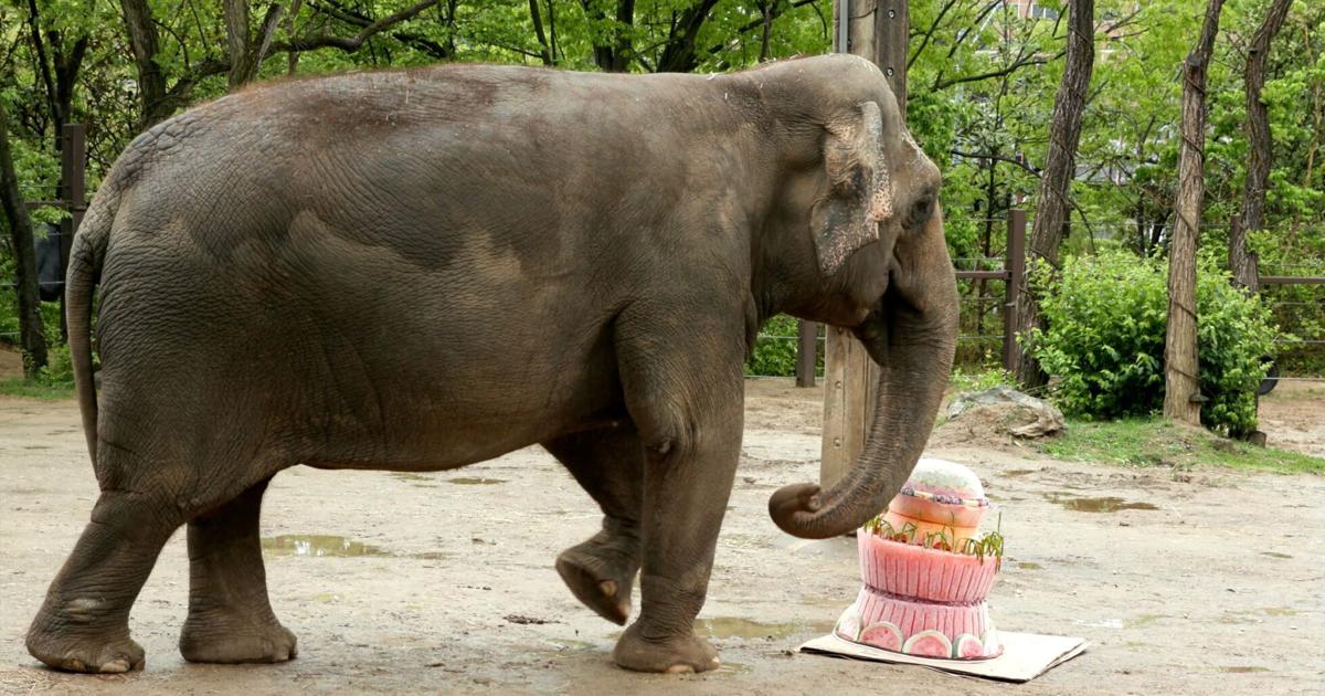 Mai Thai the elephant celebrates her 50th birthday at the Cincinnati Zoo