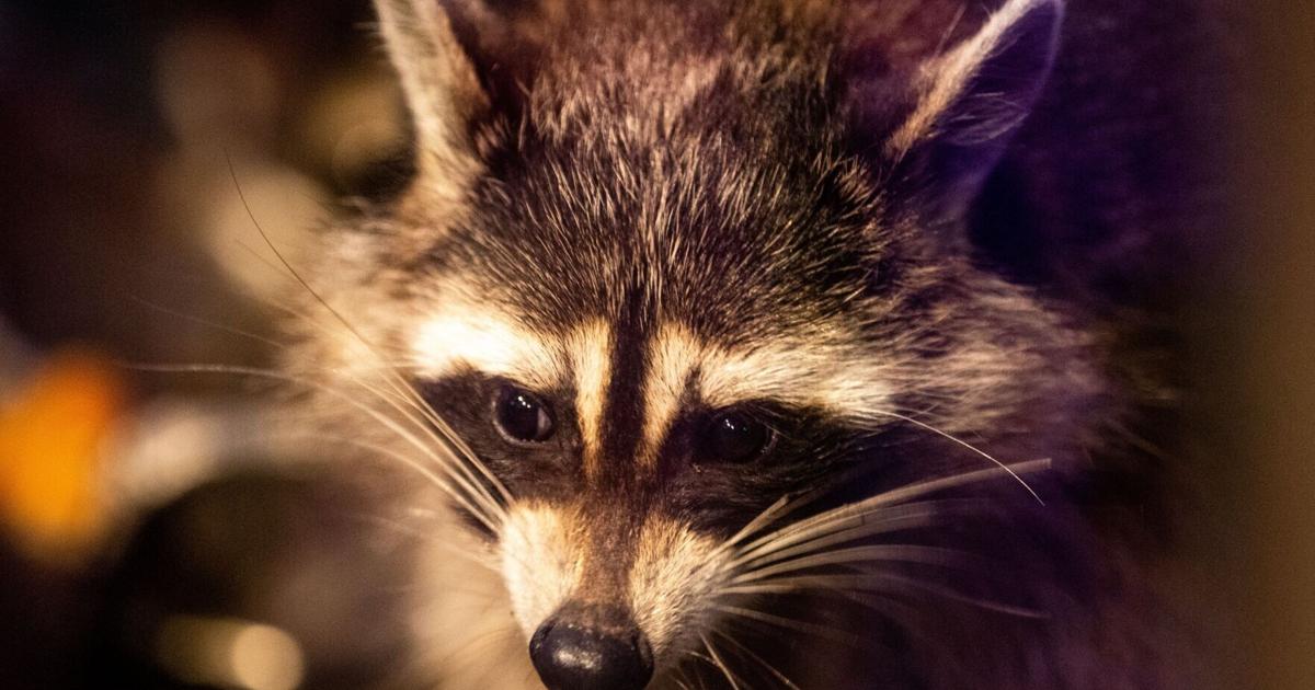 Planes are dropping off rabies vaccines in North Carolina and other states.  Here is the reason
