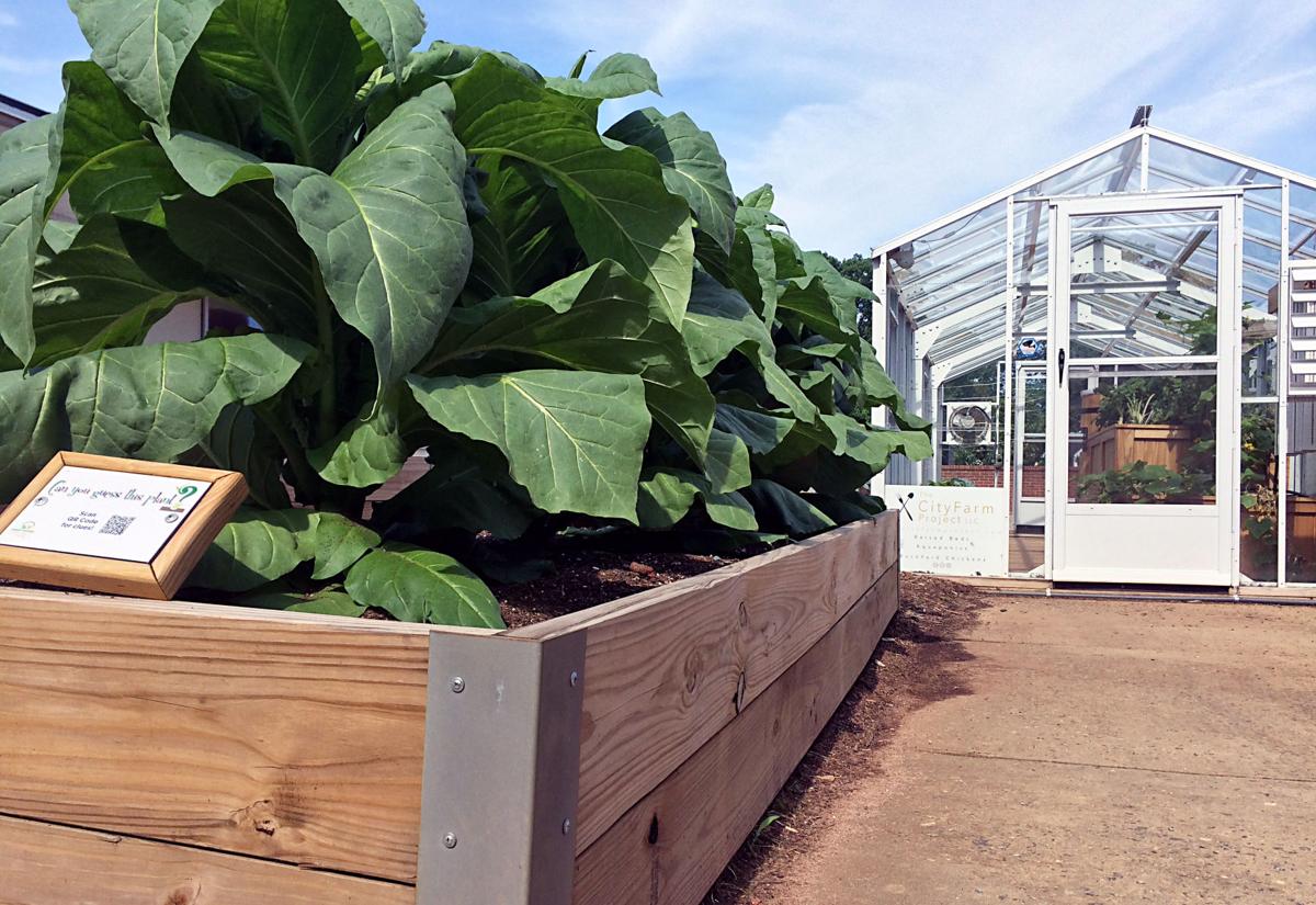 Aquaponics Solve Mystery Of Dirt For Kids Latest Headlines