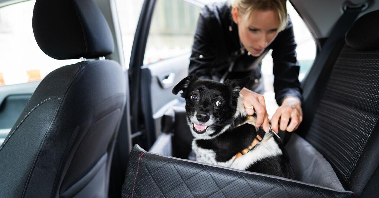 NC Bill: Drivers would have to restrain dogs riding in truck beds or behind seats - Vimarsana News