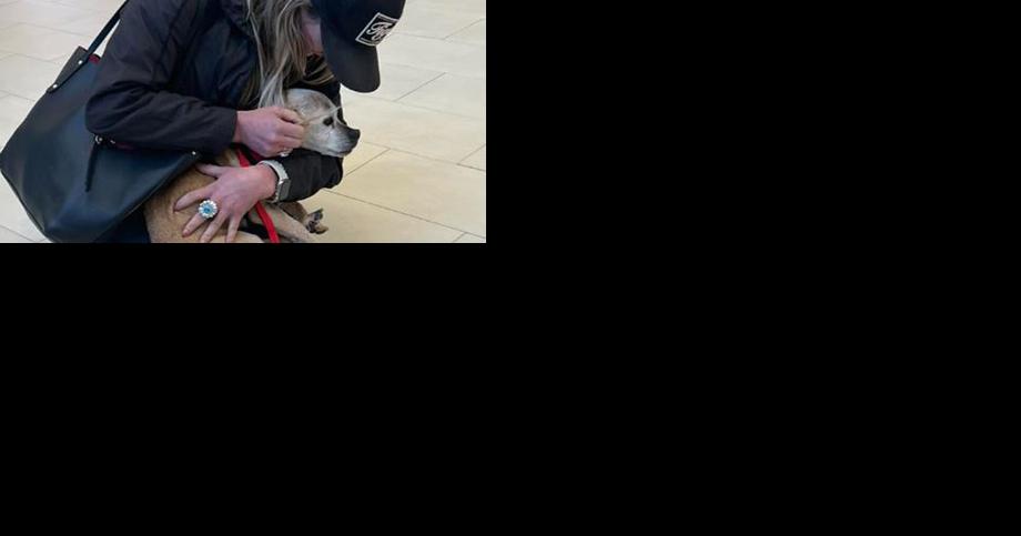 Dog missing for 7 years had 'touching' SC reunion with owner weeks before his death - Vimarsana News