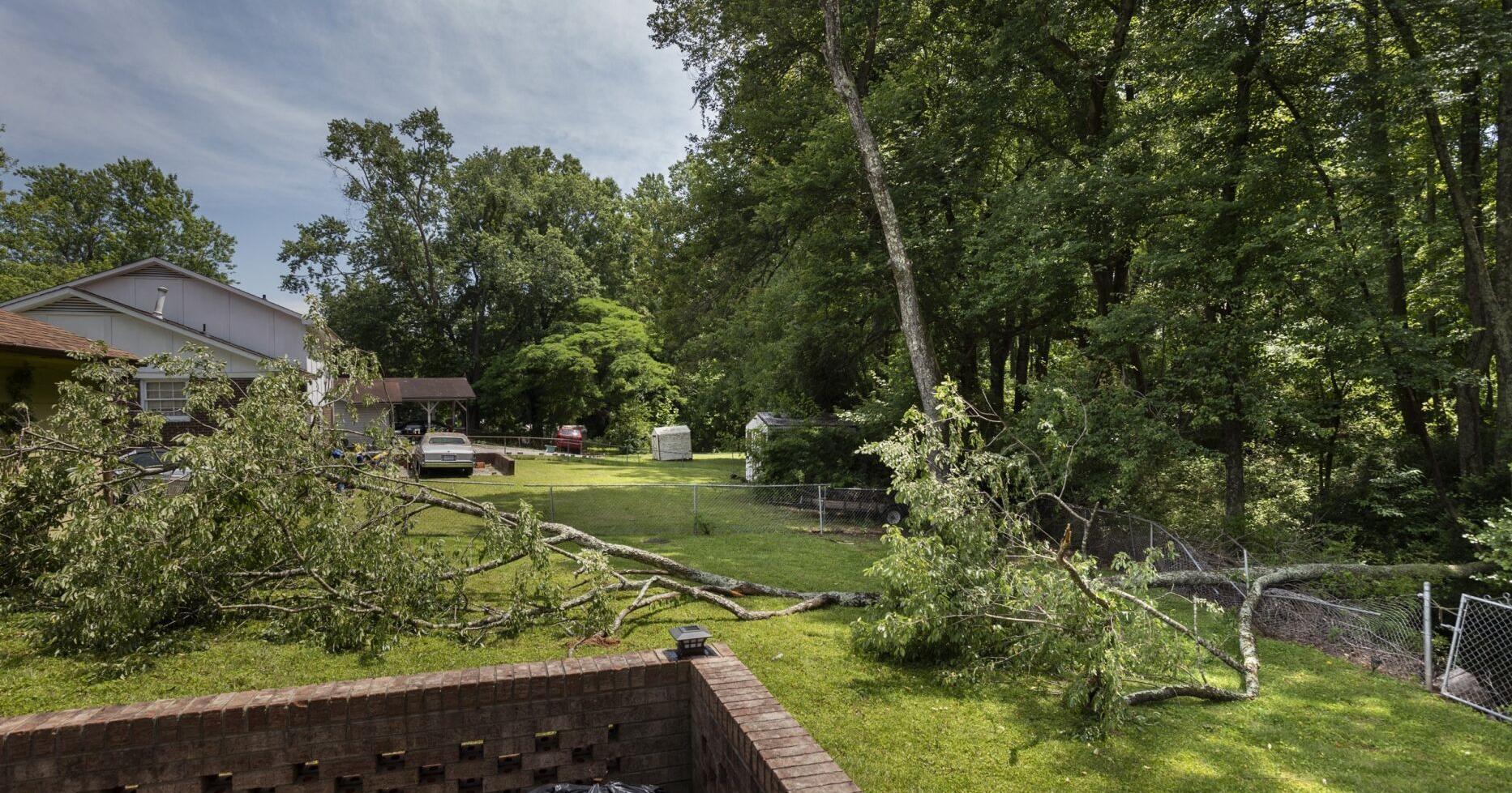 Toppled tree from Winston airport barely misses house - Vimarsana News