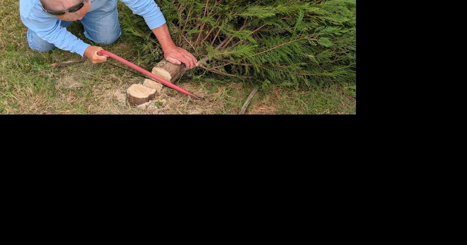 Looking to choose your own Christmas tree? Here are 15 tree farms for you to visit