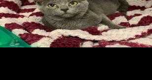 Pets of the week, Nov. 24 - Vimarsana News
