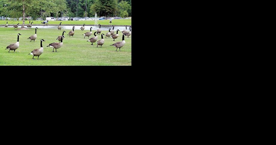 5 ways to make Canada geese go away (plus legal penalties for harming them) - Vimarsana News
