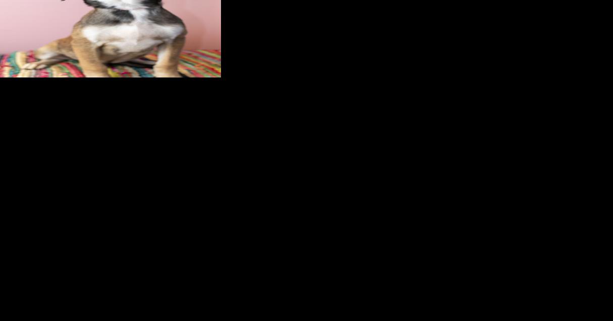 Energetic puppy needs a patient family to train him - Vimarsana News