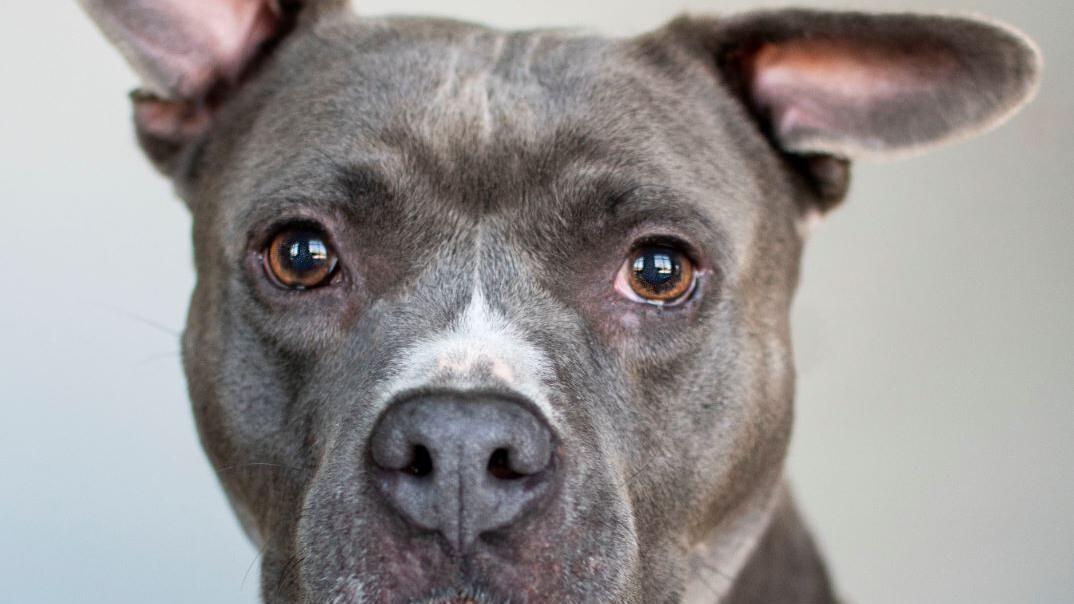 Pets of the week, Dec. 16 - Vimarsana News