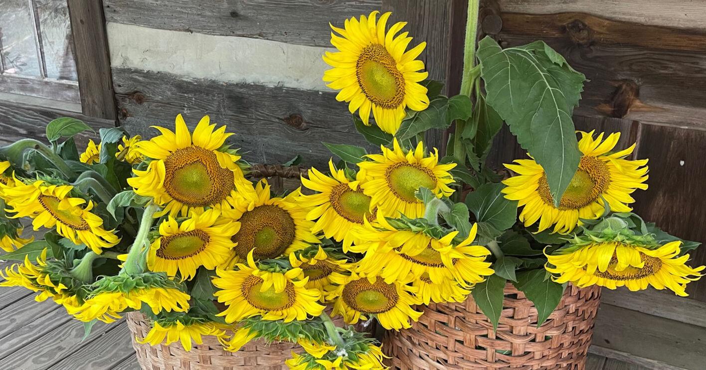 Pick your own sunflowers at Hart Square Village - Vimarsana News