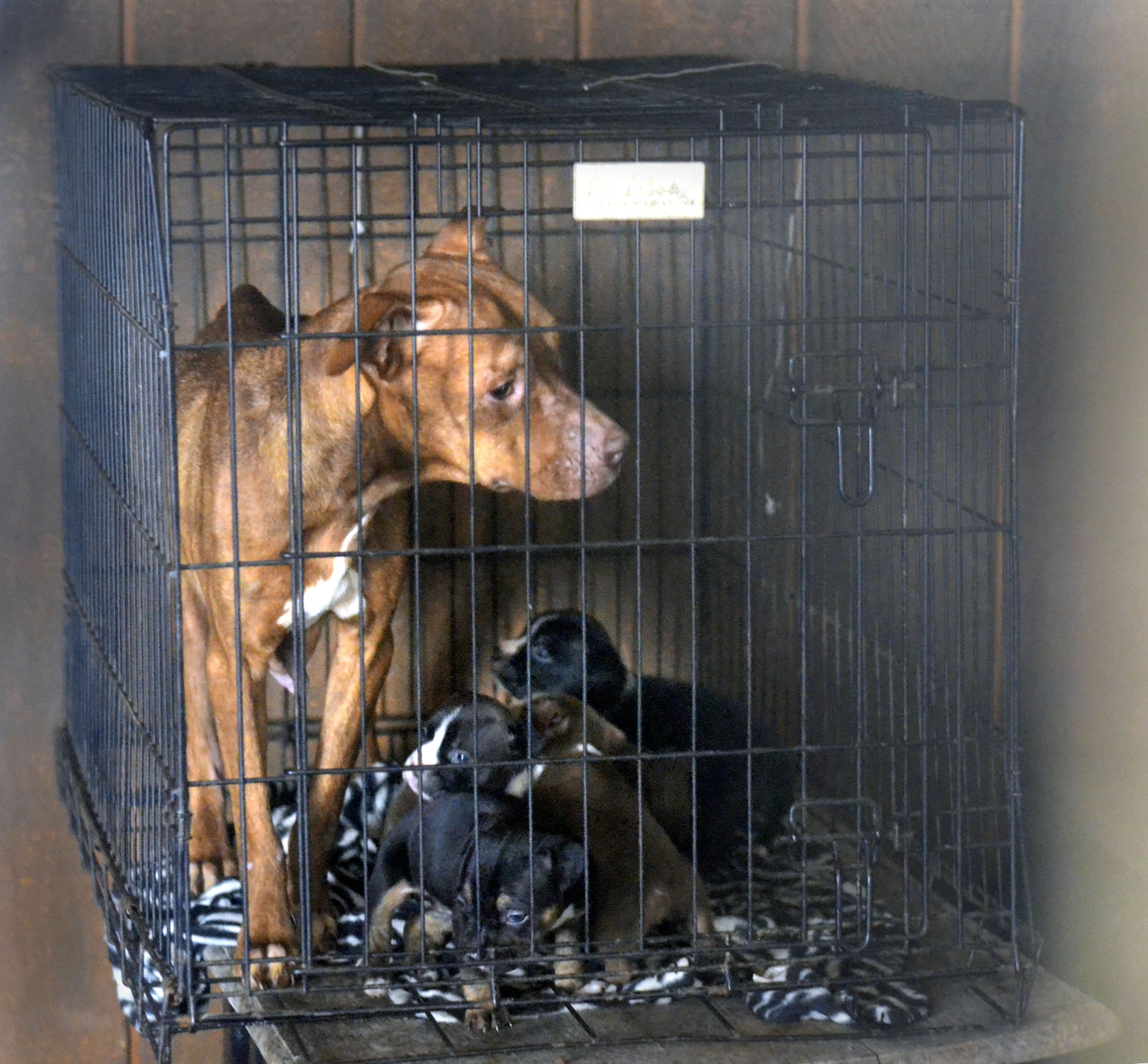 Malnourished freezing dogs rescued out of Hickory building