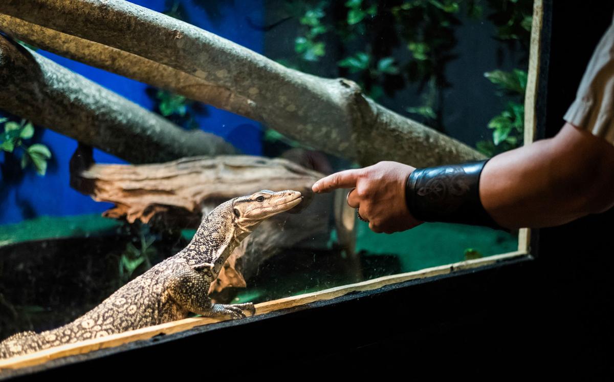 Reptile wrangler mulls plans to grow into a reptile zoo in Kernersville