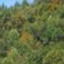 White House Christmas Tree Is Fraser Fir With Hickory Connection Latest Headlines Hickoryrecord Com