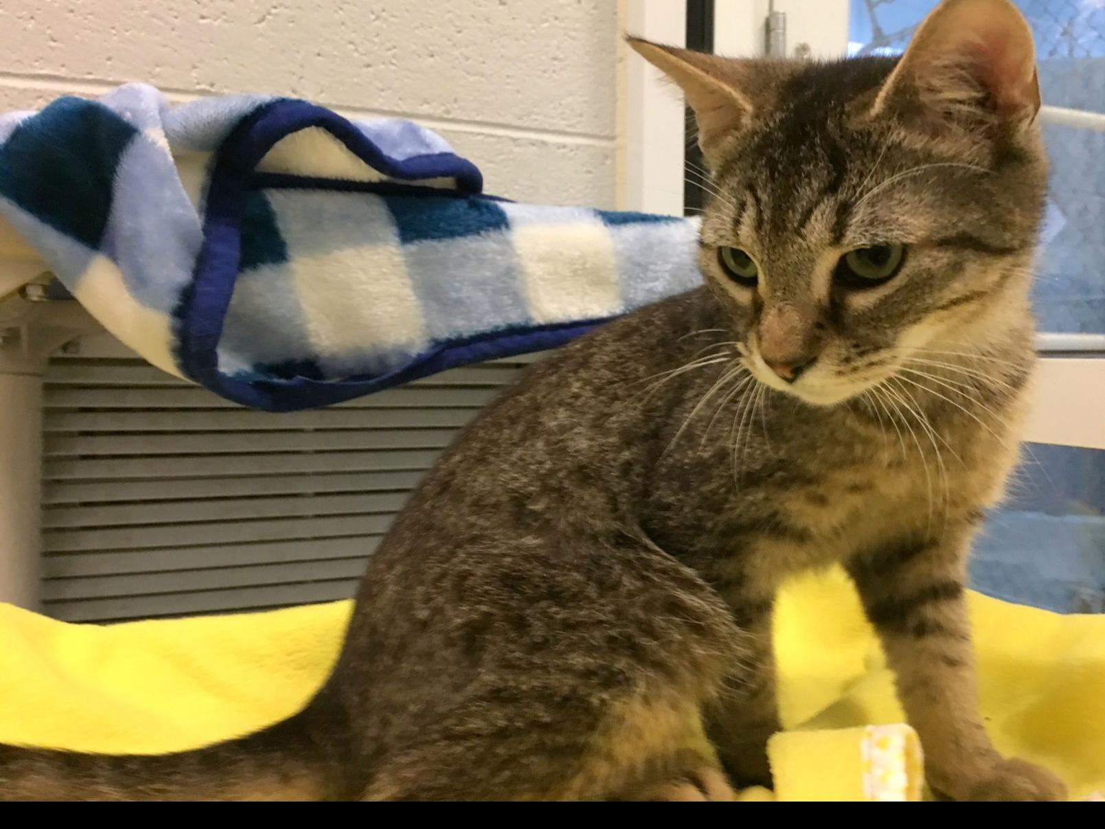 Pets Of The Week June 18 Latest Headlines Hickoryrecord Com