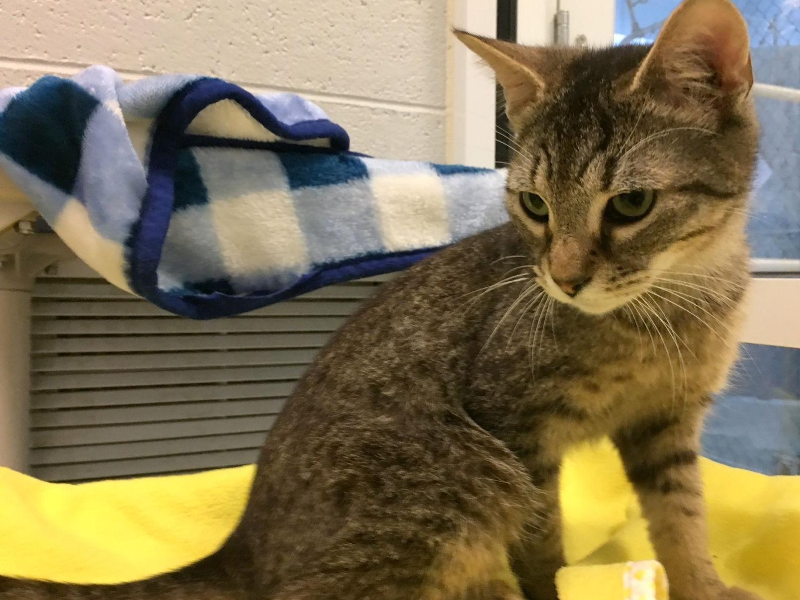 Pets Of The Week June 18 Latest Headlines Hickoryrecord Com