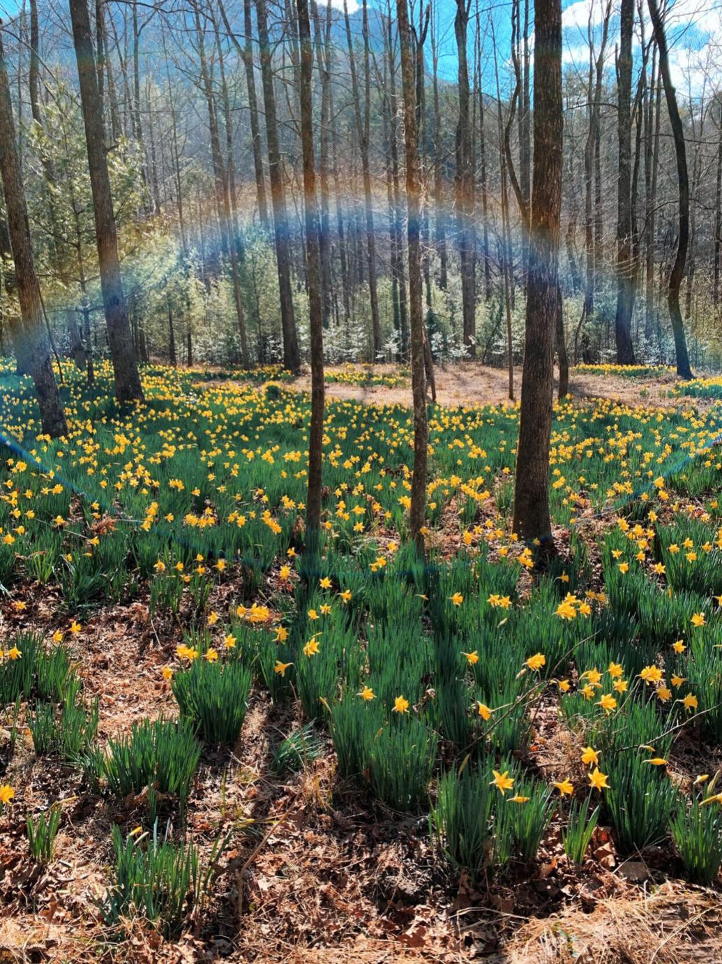 From deep in Linville the fabled Daffodil Flats lures