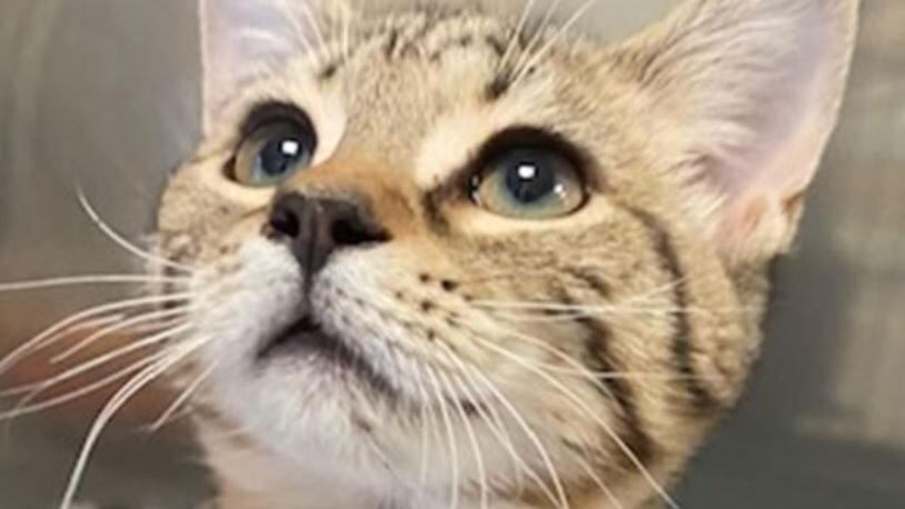 Pets of the week, Dec. 23 - Vimarsana News