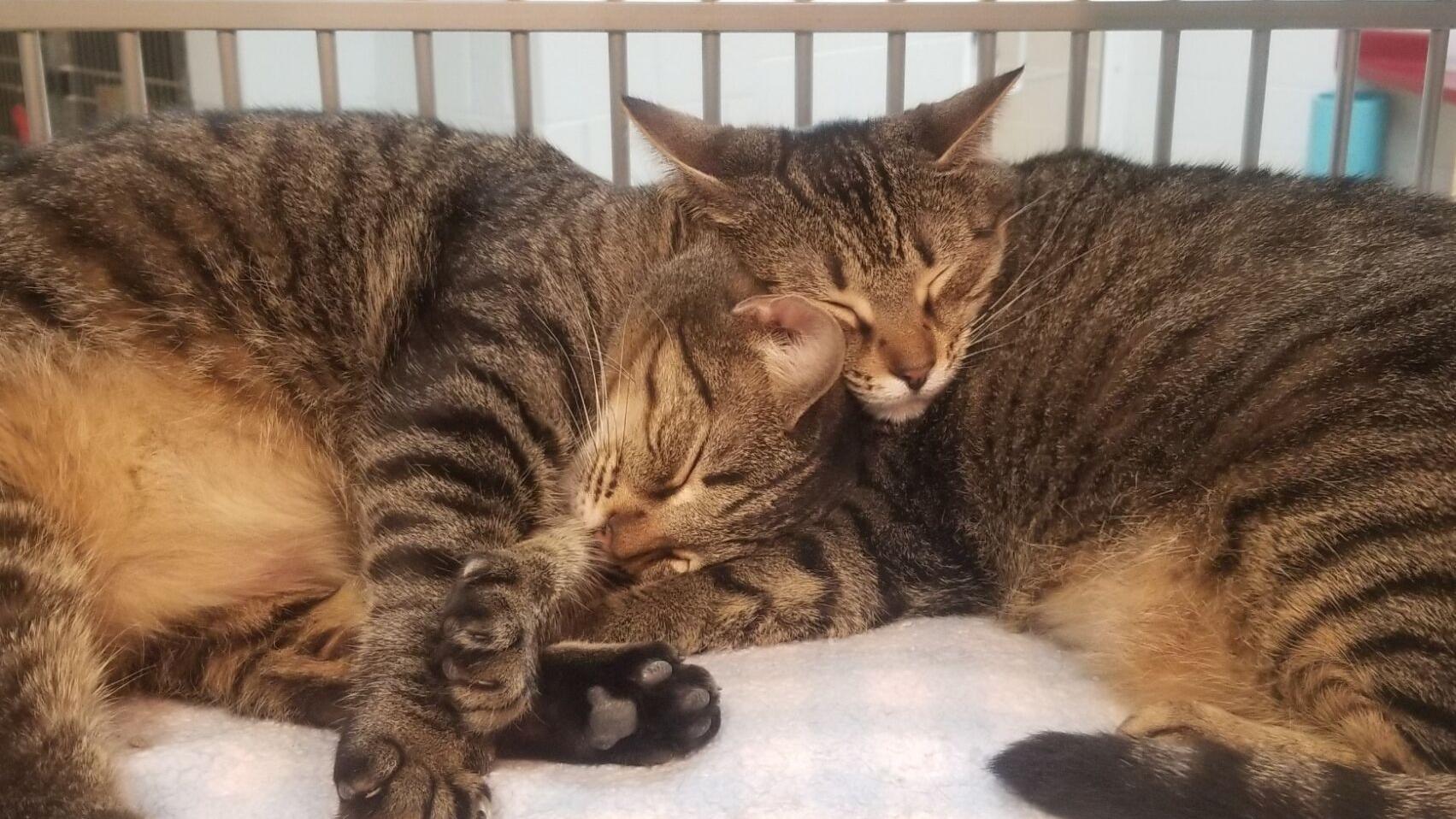 Pets of the week, April 7 - Vimarsana News