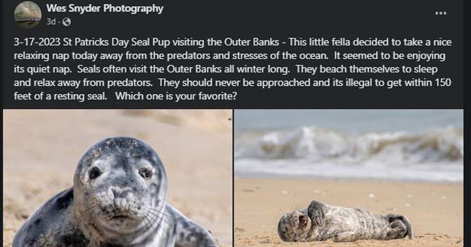 Seal pup stops for a rest in Nags Head. Here's what to do if you encounter one. - Vimarsana News