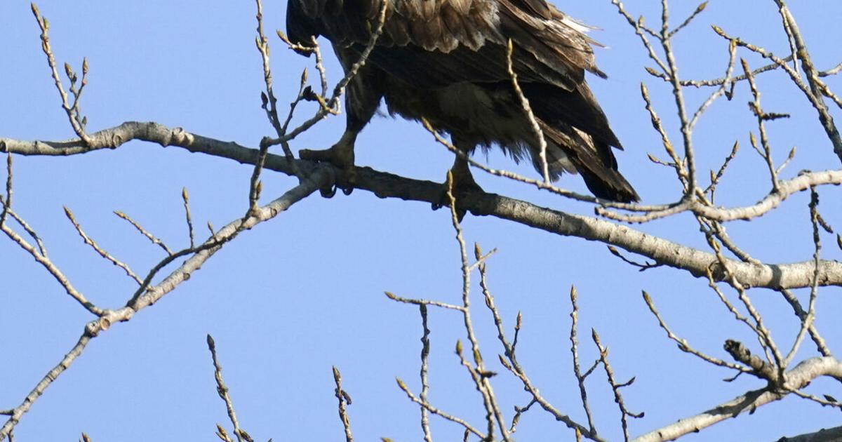 Explore birding during program with park ranger