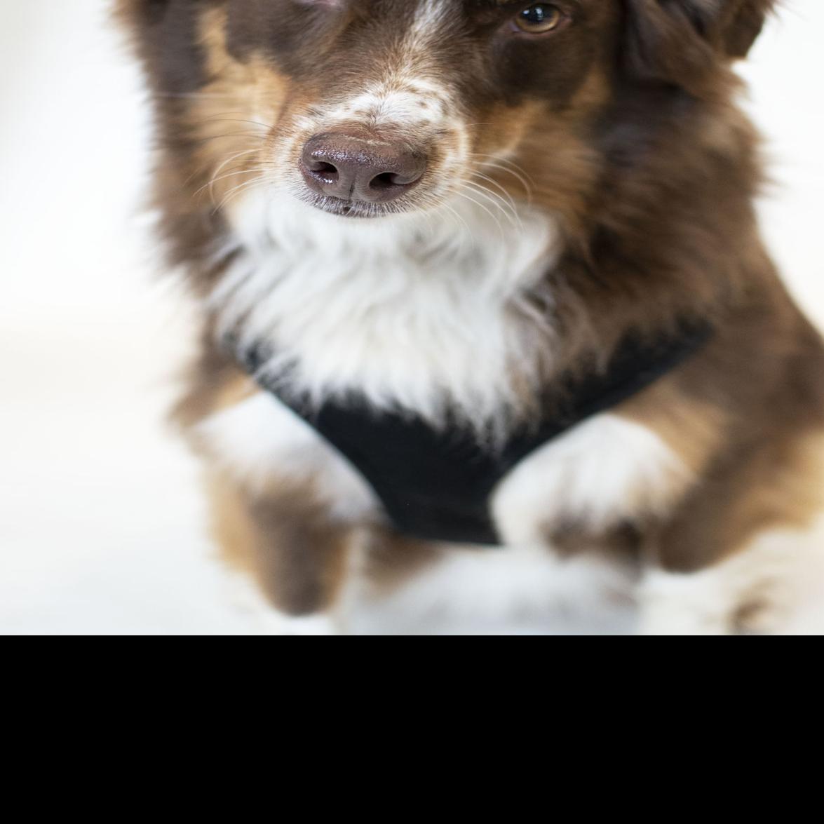 Pets Of The Week June 3 Gallery Hickoryrecord Com