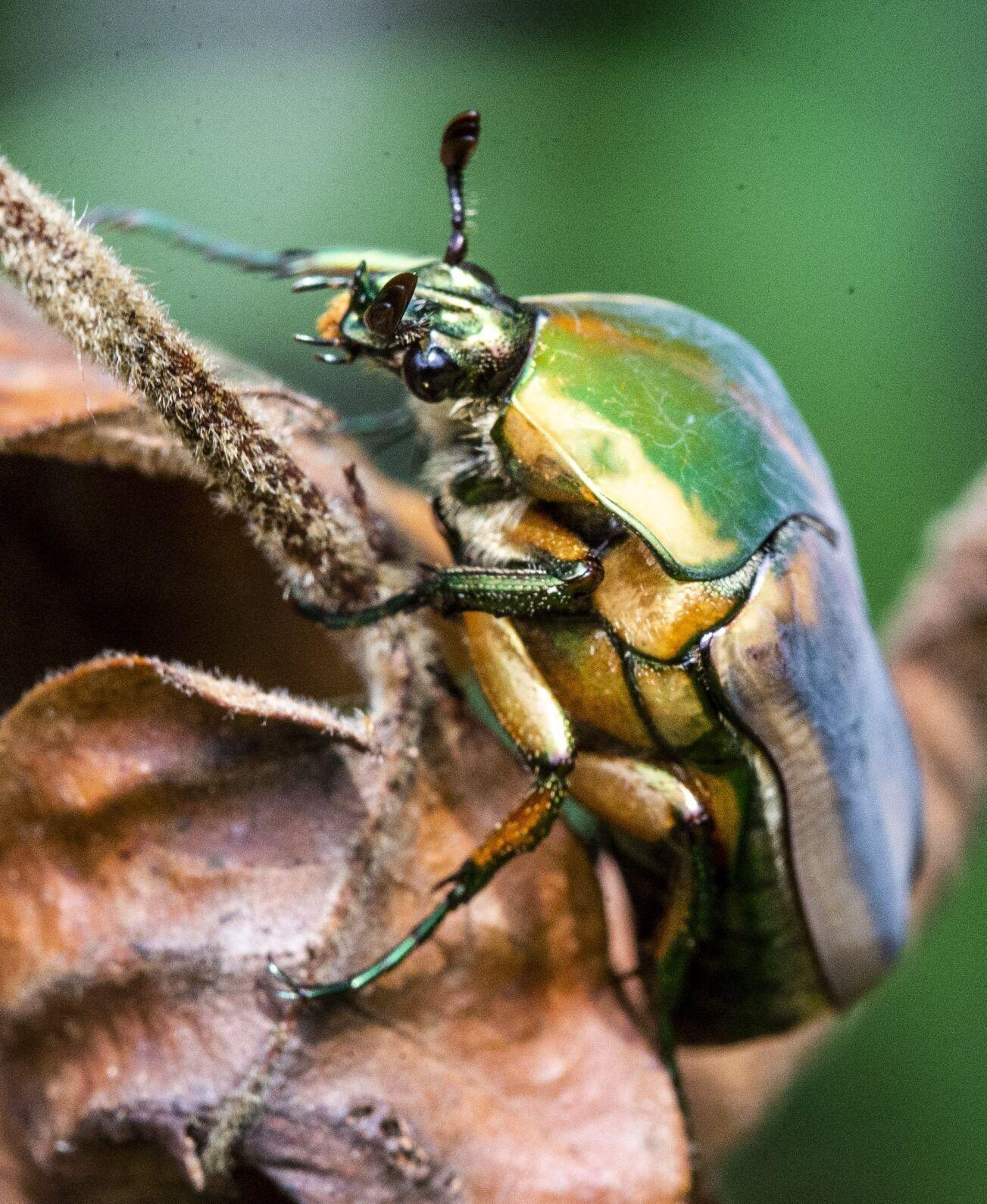 The buzz about those green June beetles swarming NC yards