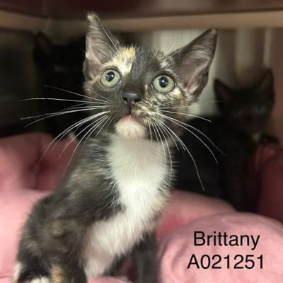 BRITTANY