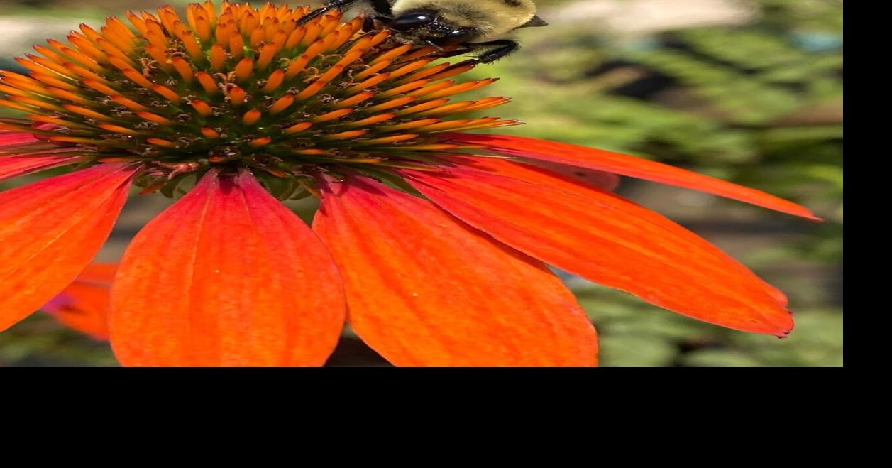 Feed the pollinators: Bees, butterflies, birds need food, shelter