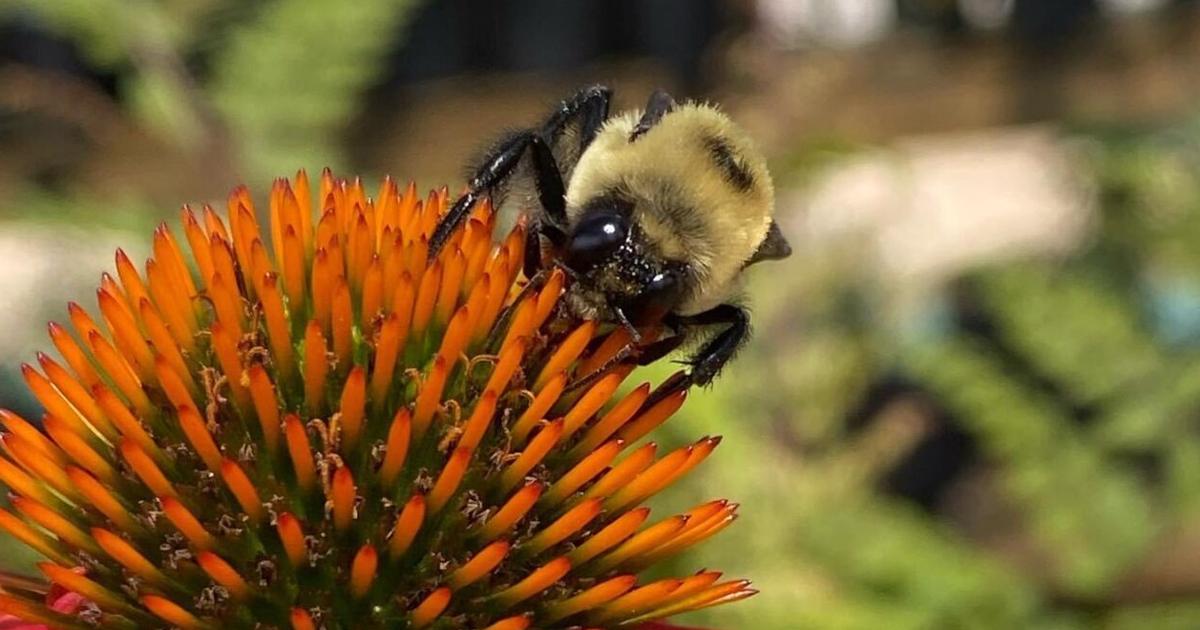 Pollinators Vip Feed the pollinators: Bees, butterflies, birds need food, shelter