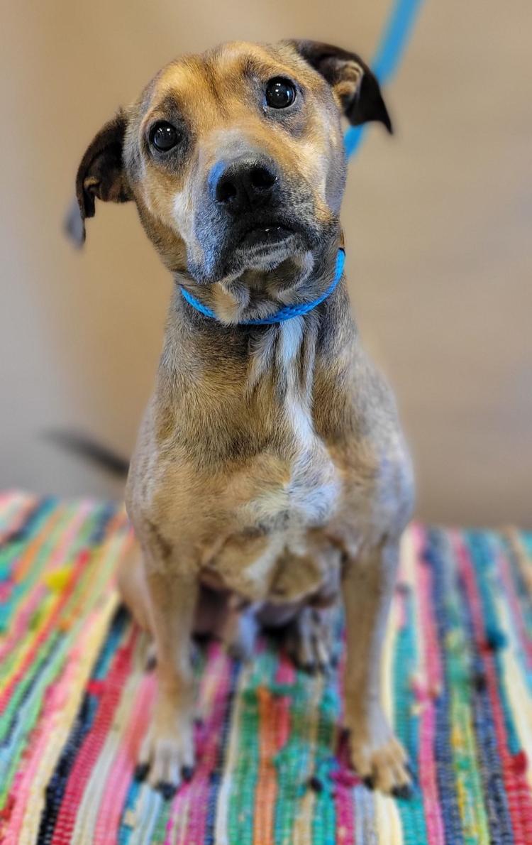 Adopt cat dog at Humane Society of Catawba County