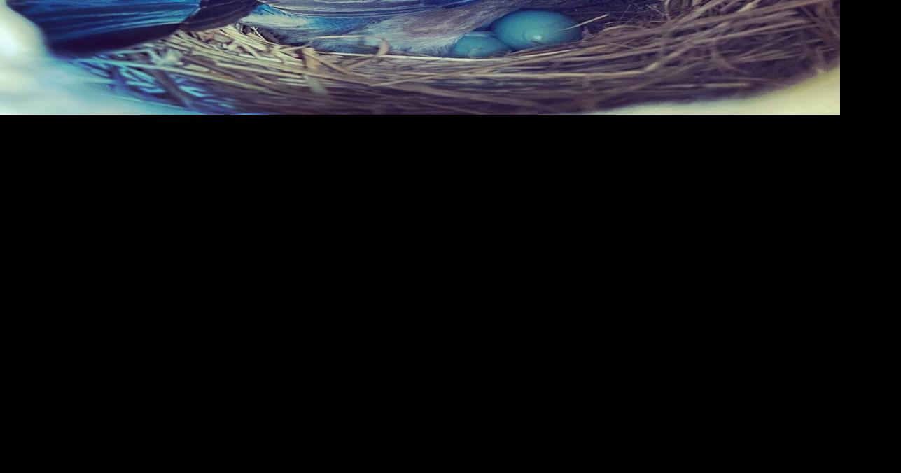 It's nesting season and the mockingbirds will loudly let you know