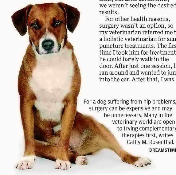 Readers on dogs' hip problems