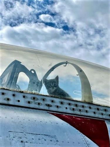 Cockpit Kittens born in jet at Hickory Aviation Museum ready for