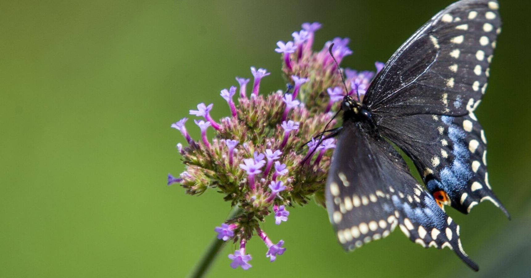 New butterfly house debuts at Greensboro Science Center - Vimarsana News