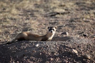 CPW Black Footed Ferret