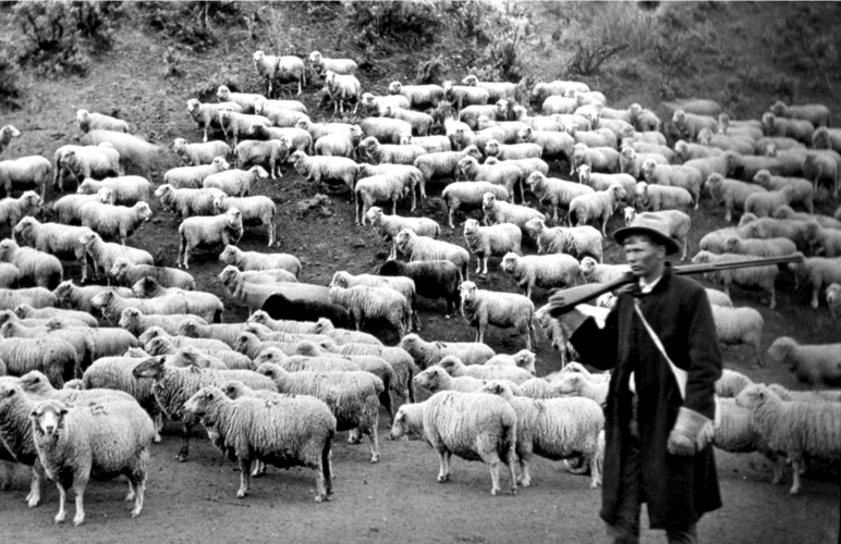 sheep and shepard.jpeg