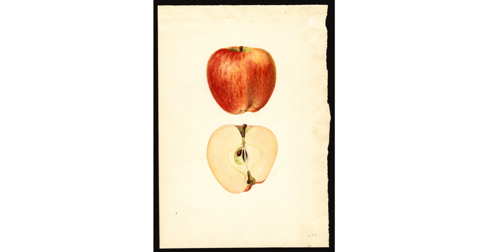 The Red Delicious Apples – What Happened?, Spotlight