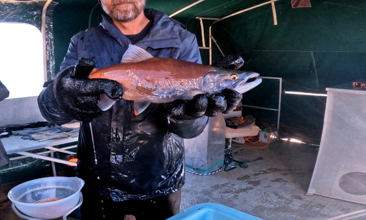 CPW Celebrates another Successful Year Spawning Kokanee Salmon at