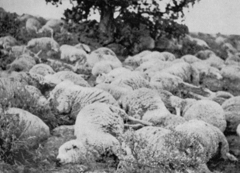 Why Sheep Started So Many Wars in the American West