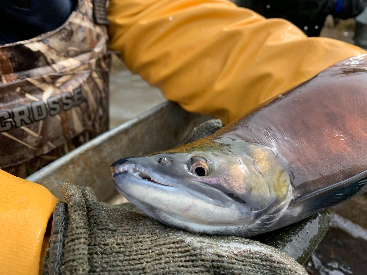 Kokanee Salmon Spawning Begins Community highcountryshopper