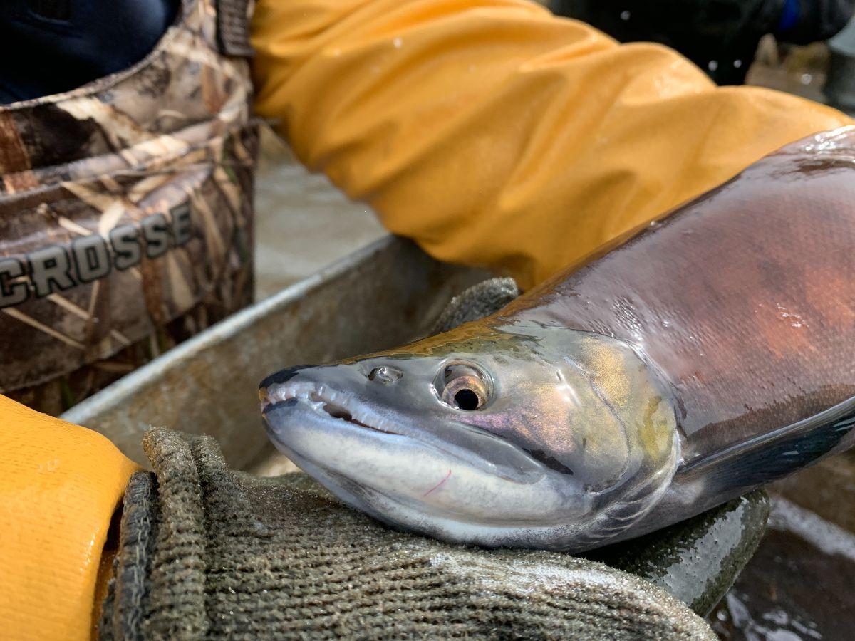 Kokanee Salmon Spawning Begins, Community