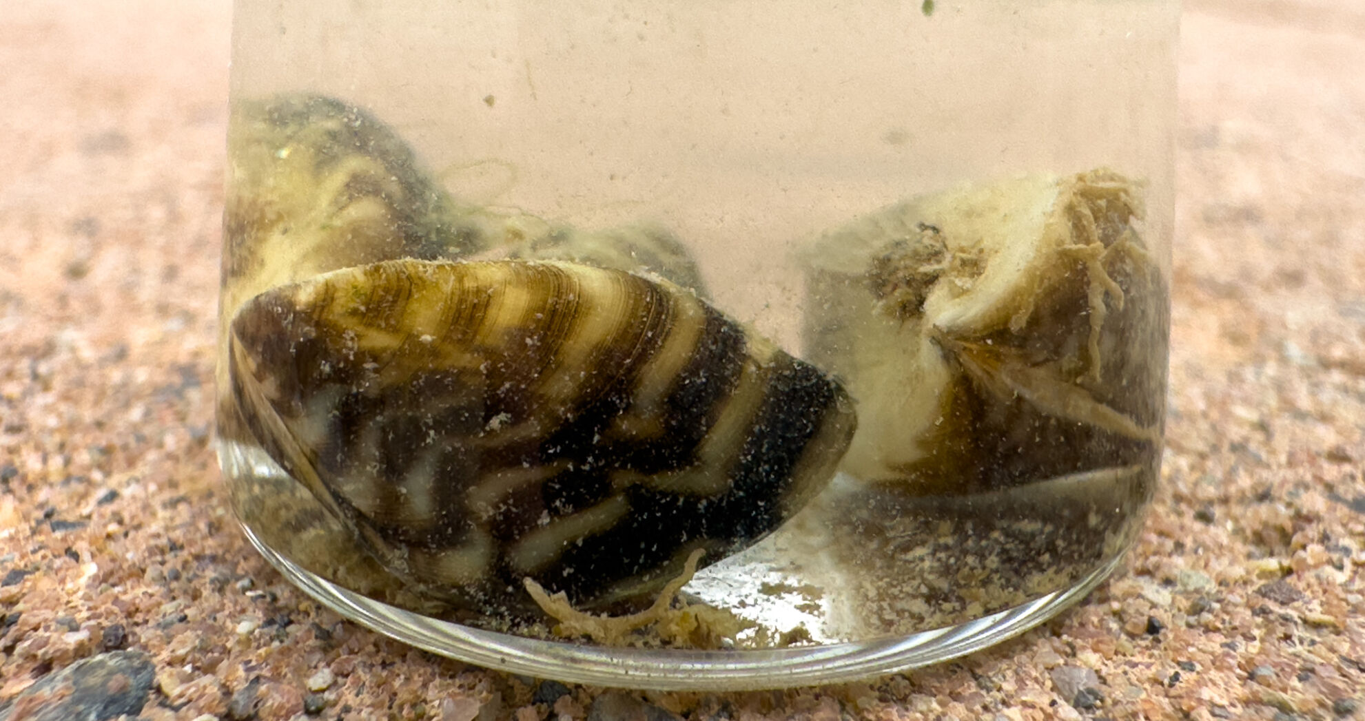 CPW Announces Additional Zebra Mussels Found At Highline Lake State ...