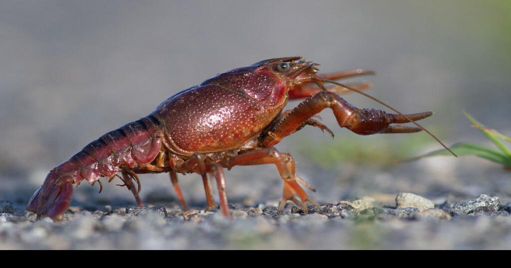 crayfish control for the lawn, yard and garden