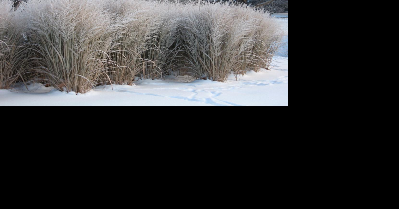 The Garden Guy: Plant Profile #38 — Winter Grasses | Signature Stories ...
