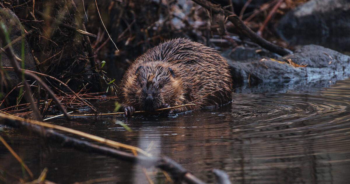 Final Beaver Conservation & Management Strategy Released | Outdoor ...