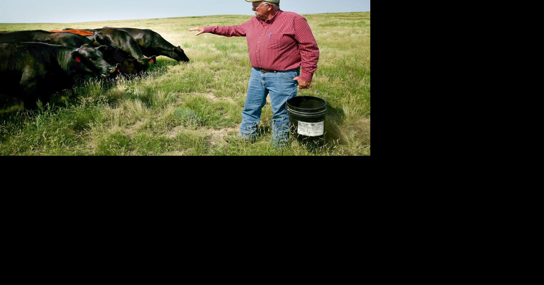 Colorado Ranchers Face Tough Season: Drought, Wildfires and Wolves ...