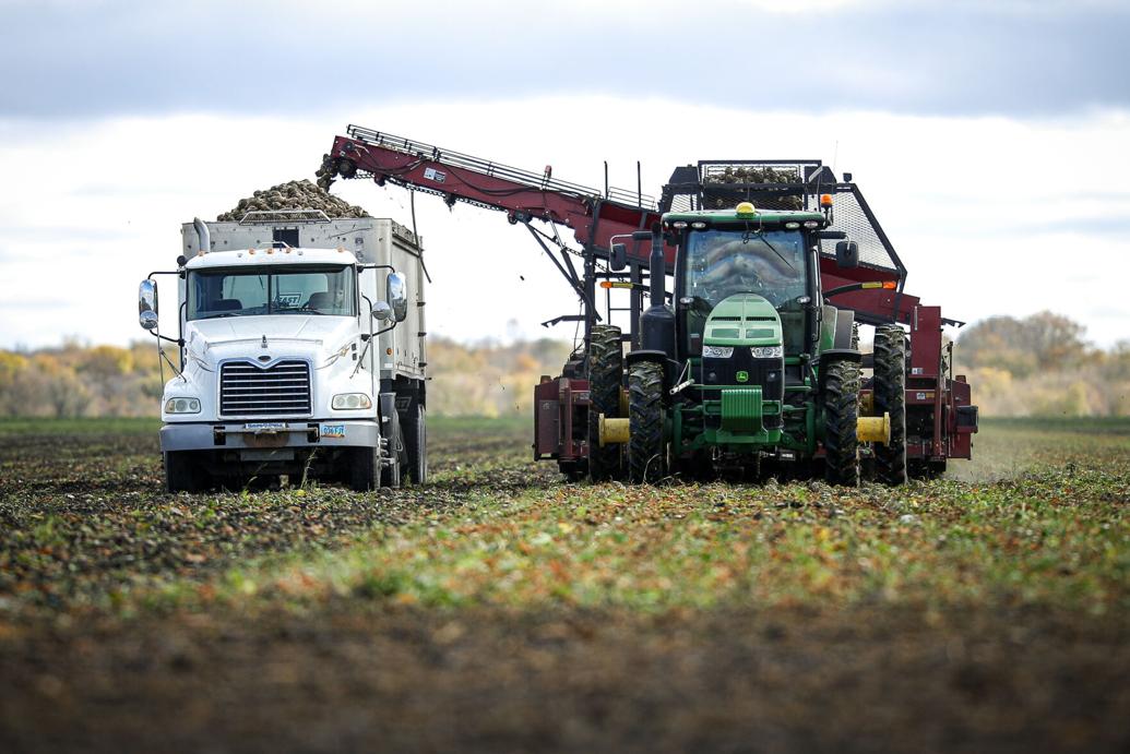 Red River Valley’s fullscale sugar beet harvest could be slowed by