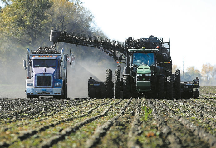 American Crystal Sugar Beet Harvest Update